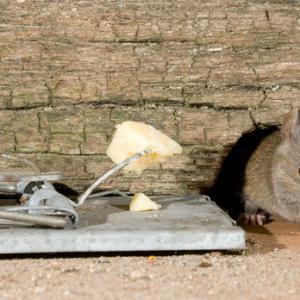 House Mouse DMO590