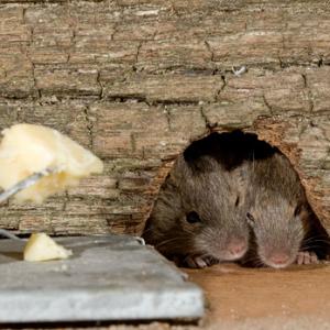 House Mouse ad Trap DM0591