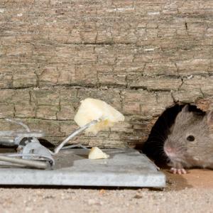 House Mouse and Trap DM0592