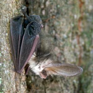 Long-eared Bat DM0594
