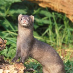 Mink DM0617