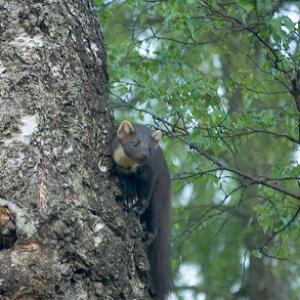 Pine Martin DM0595