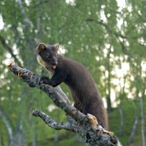Pine Martin DM0596