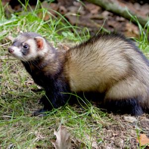 Polecat DM372