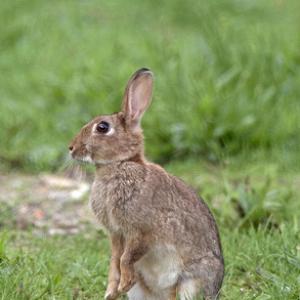 Rabbit DM0599