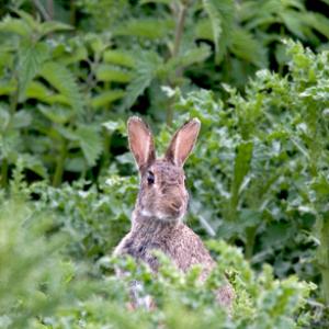 Rabbit DM0600