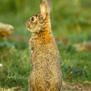 Rabbit DM0619