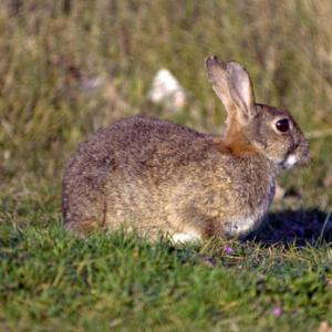 Rabbit DMO597