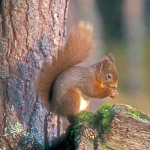 Red Squirrel DM0622