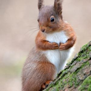 Red Squirrel, Kielder Forest 2