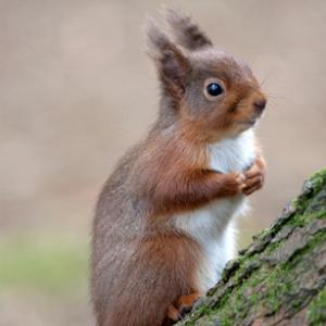Red Squirrel, Kielder Forest 3