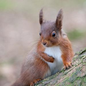 Red Squirrel, Kielder Forest 5