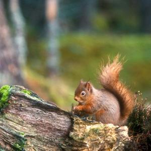Red Squirrel 2