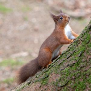 Red Squirrel, Kielder Forest 6