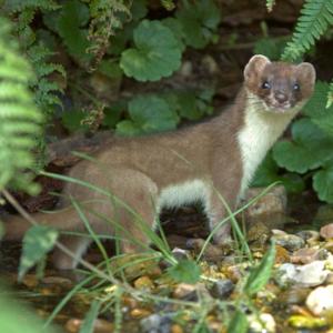 Stoat 2 DM0358