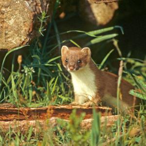 Stoat DM0359