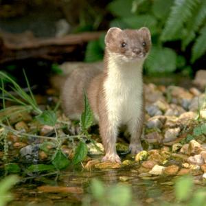Stoat DM0603