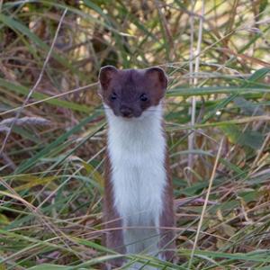 Stoat DM1445