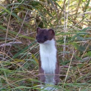 Stoat DM1446