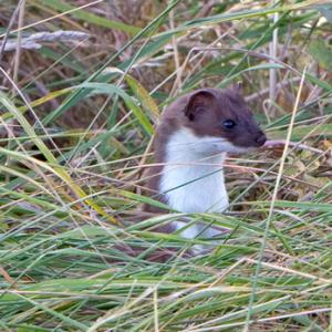 Stoat DM1447