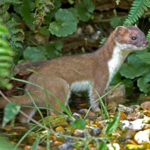 Stoat DMO604