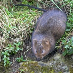 Water Vole  7 DM0367