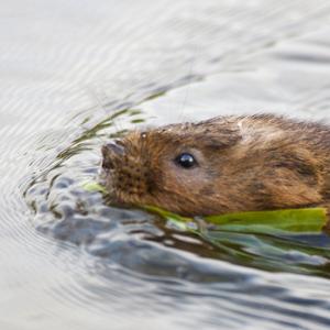 Water Vole 3 DM0364