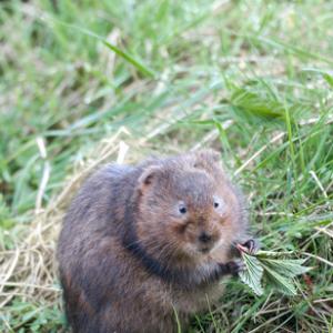 Water Vole 8 DM0369