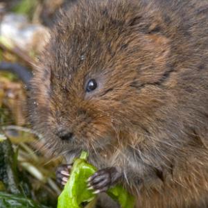 Water Vole DM0577