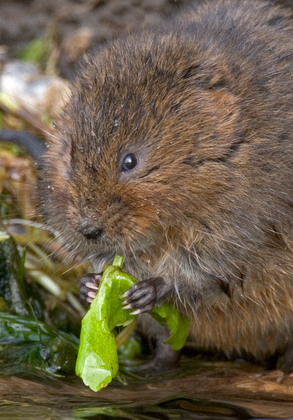 Small Mammals