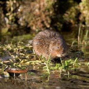 Water Vole DM0578