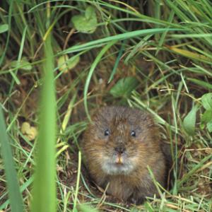 Water Vole DM0607