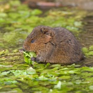 Water Vole DM0612