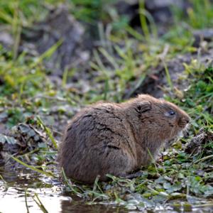 Water Vole DMO605