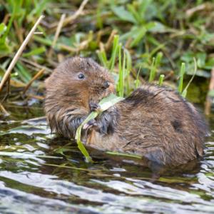 Water Vole DMO606