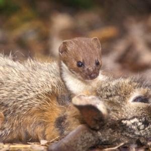 Weasel DM0608