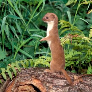Weasel DM0609
