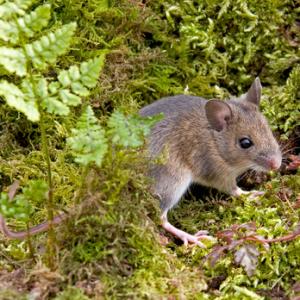 Wood Mouse DM0574