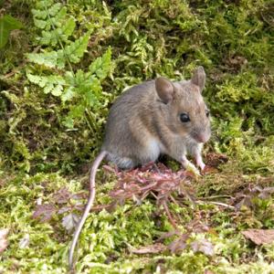 Wood Mouse DM0610