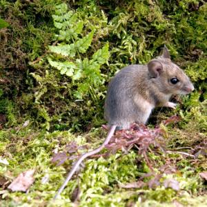 Wood Mouse DM0611