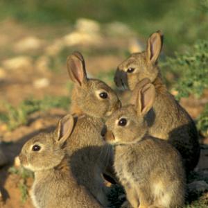 Small Mammals