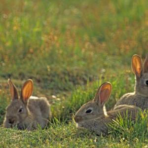Rabbits 2