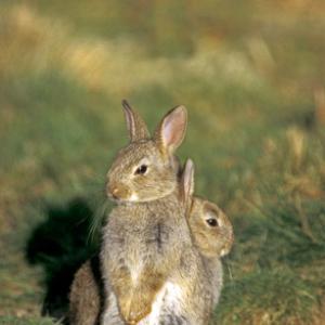 Yount Rabbits DM0618
