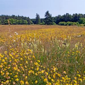 Cranwich Heath Norfolk DM2166