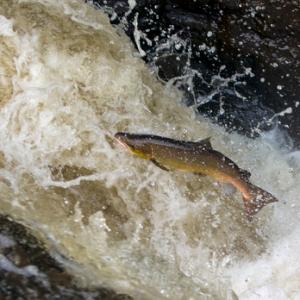 Leaping Salmon DM2125