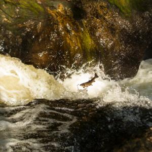 Leaping Sea Trout  DM2112