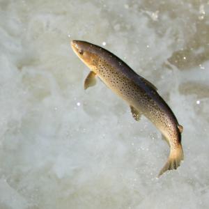 Leaping Sea Trout DM2113