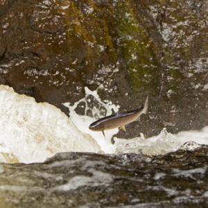 Leaping Sea Trout  DM2126