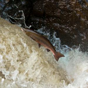 Lesping Salmon DM2127