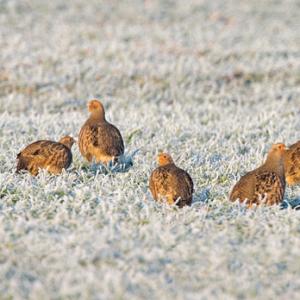 Covey of Grey Partridges in the Frost